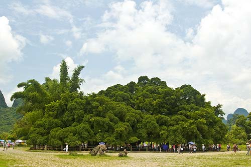 Big Banyan Tree